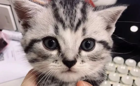 养猫人最易患的6种疾病！几乎无人幸免……